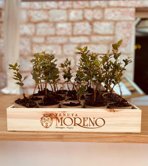 Tenuta Moreno|||